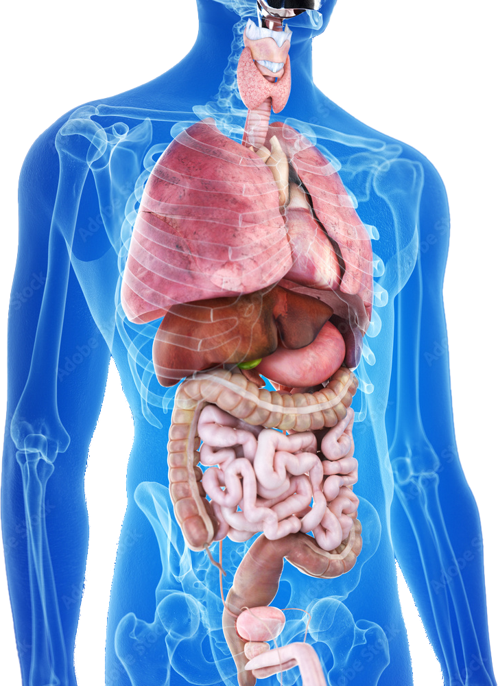 AdobeStock_199966798_Preview - Advanced Body Scan | Early Detection CT Heart & Cancer Screening
