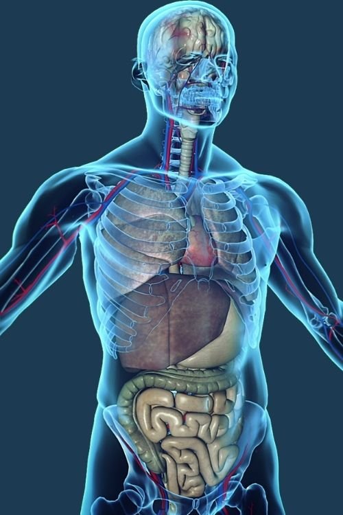 body and brain scan - Advanced Body Scan | Early Detection CT Heart & Cancer Screening